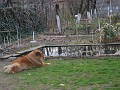 20120330_Acasa_Primavara (71)